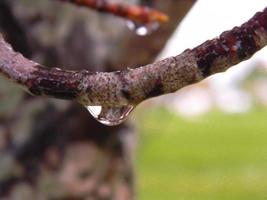 gotas de agua suspendidas de la rama del árbol foto