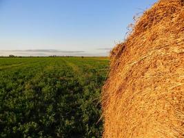 rollos de alfalfa en el campo argentino en otoño foto