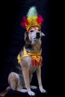 Portrait of a dog dressed for carnival, with feathers, sequins and glitters photo