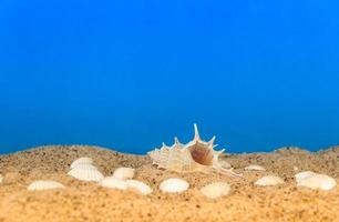 minimalist background representing the summer with snails clams goggles and sand on celestial photo