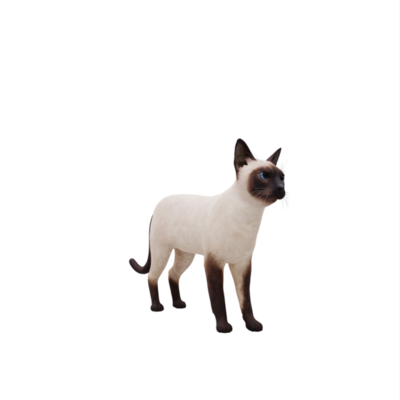 807 Siamese Cat Angry Images, Stock Photos, 3D objects, & Vectors