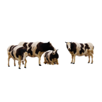 vacas 3d aisladas png