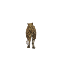 3d Cheetah isolated png