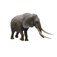 3d elefante isolato png