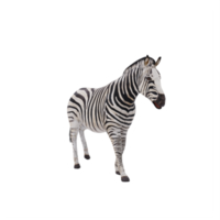 3D-afrikanisches Zebra isoliert png