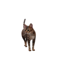 3d cute cat isolated png