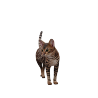 chat mignon 3d isolé png