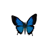mariposa azul cobalto 3d aislada