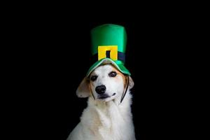 portrait of a mongrel dog with st patricks day hat photo