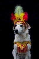 retrato de un perro vestido de carnaval, con plumas, lentejuelas y brillos foto