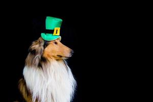 retrato de un perro collie áspero con sombrero de copa del día de san patricio