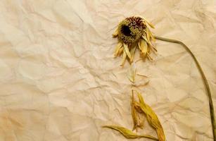 concept of passing time with wilted flowers on old papers photo