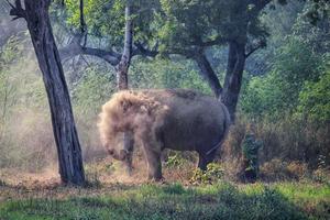 Young, happy male elephant having a sand dust bath spraying dust with his trunk in Delhi Zoo, India photo