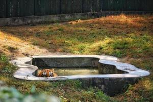 hermosa vista de un tigre escondido dentro de la piscina de agua en el zoológico