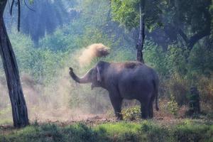 Elefante macho joven y feliz tomando un baño de polvo de arena rociando polvo con su trompa en el zoológico de Delhi, India foto