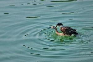 Couple mallard ducks swimming on water surface in a pond photo