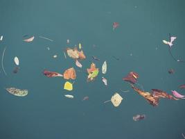 leaves floating on river water photo