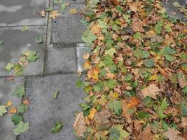 brown leaves texture background photo