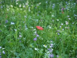 green meadow background photo