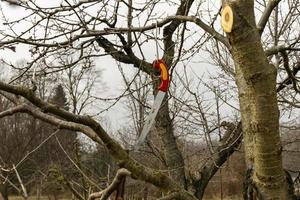 una herramienta agrícola, una sierra colgada en la rama de un árbol después de la poda. foto