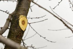 un árbol podado para la correcta formación de la copa, así como para la limpieza sanitaria de ramas enfermas, dañadas y marchitas. foto