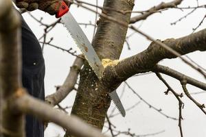 Pruning fruit trees in the garden with a saw in autumn and spring. A series of pictures. photo