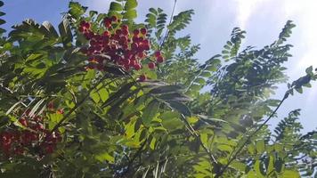 el sol brilla a través de las hojas y las bayas. bayas rojas maduras balanceándose sobre un fondo de madera. racimos de ceniza de montaña viento claro. video