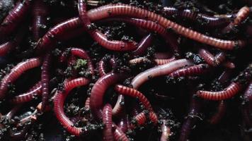 A group of earthworms or earthworms close up in a greenhouse of chernozem. Red worms for fishing or composting bait. Process plant waste into a rich soil and fertilizer improver video