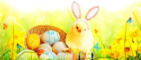 pequeño y lindo pollito recién nacido para la celebración de Pascua. foto