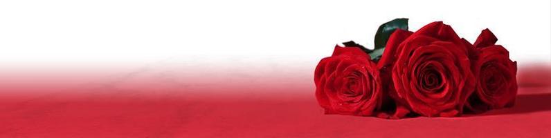 Beautiful red rose. Congratulatory background by St. Valentine's Day photo