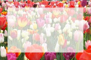 Transparent blank white text frame on blurred image of colorful variety of dutch tulips. Natural flowers background with translucent copy space. Greeting card for springtime holidays. photo