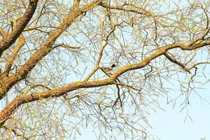 Turdus pilaris, Fieldfare on a tree branck in spring photo