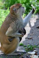 una madre mono está alimentando a sus cachorros en medio del bosque. el mono bebé está mamando leche de su madre foto