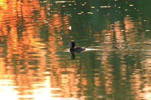 The wild goose float in the evening lake while the golden light reflected in the beautiful water surface. photo