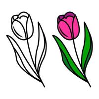 vector drawing of tulip flowers, isolated floral element in doodle style. Colored tulip flower on a white background