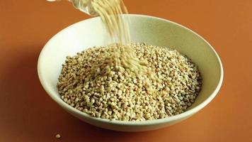 Uncooked organic green buckwheat in a plate. A female hand with a wooden spoon is sorting or picking up groats. video