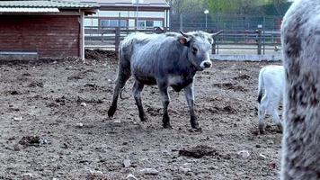 vacas grises húngaras y ucranianas en la granja. raza aborigen de ganado para la producción de carne y lácteos. criado por selección y selección de ganado gris estepario criado en los países del sur de europa. video