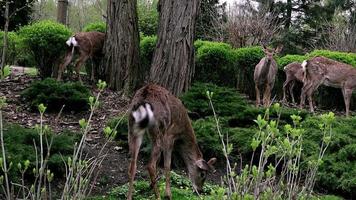 veado engraçado em um dia ensolarado de outono em uma reserva protegida de parque animal. um belo animal selvagem com olhos grandes e orelhas compridas. jovem veado comendo folhas frescas na natureza. video