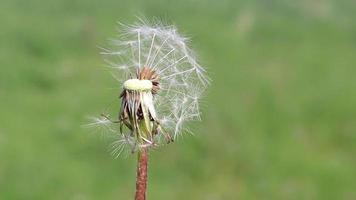 detailopname van een wit paardebloem bloem geblazen weg door de wind Aan een wazig groen gras achtergrond. pluizig wit zaden vliegend in de afstand. de bloem bloem is geveegd weg. kopiëren ruimte. video