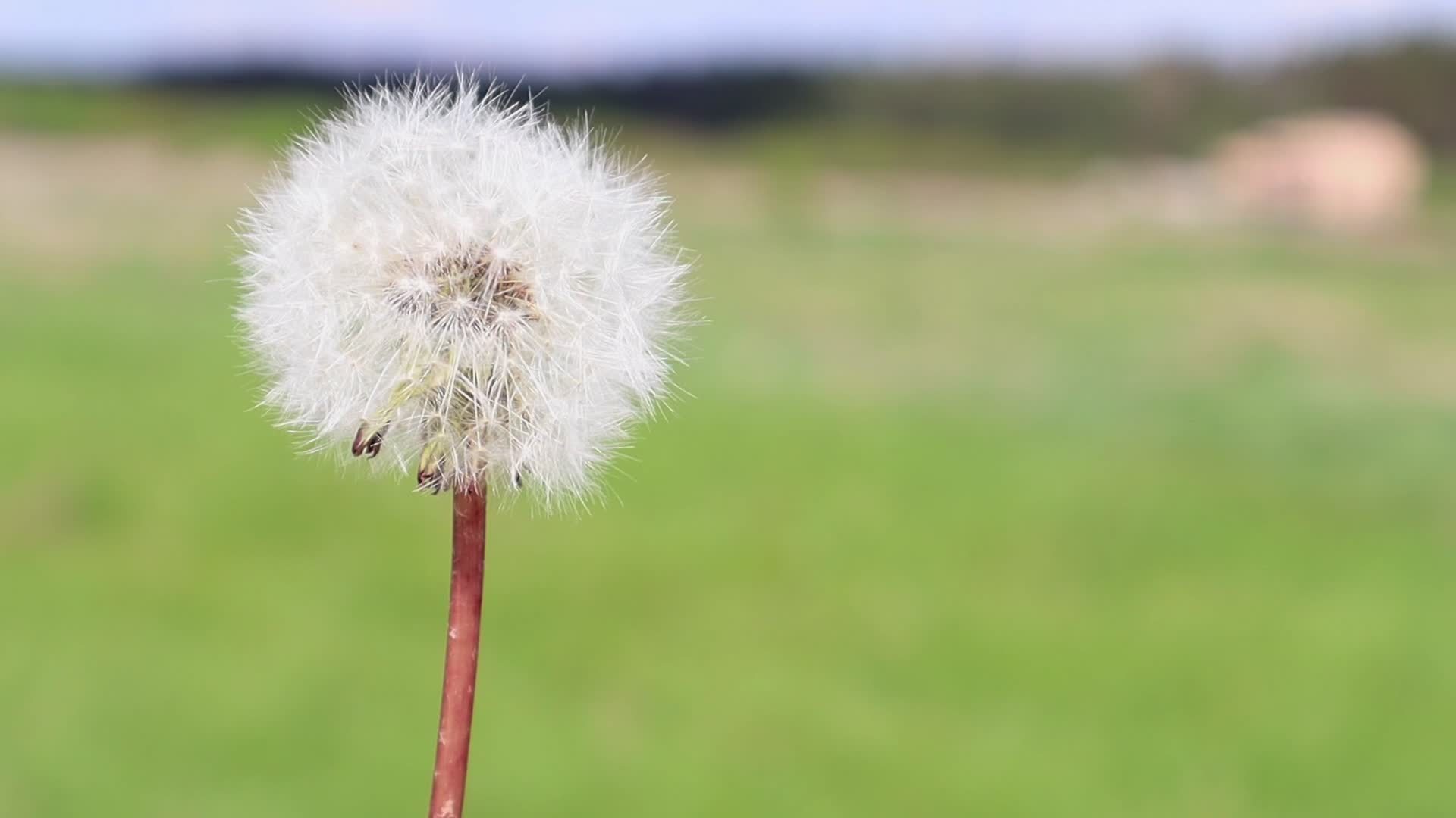 Closeup of a white dandelion flower blown away by the wind on a blurred green grass background