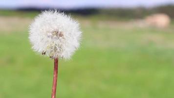 primer plano de una flor de diente de león blanco arrastrada por el viento sobre un fondo de hierba verde borrosa. semillas blancas esponjosas que vuelan a lo lejos. la flor flor es barrida. copie el espacio video