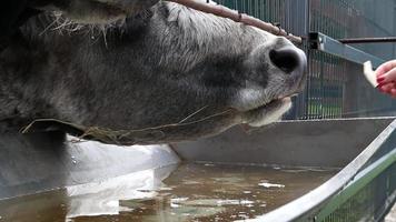 vacas cinzentas húngaras e ucranianas na fazenda. raça aborígine de gado para produção de carne e leite. criado por seleção e seleção de gado de estepe cinza criado nos países do sul da europa. video