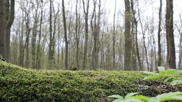 bosque de musgo. primer plano de un tronco de árbol caído en el bosque. árbol muerto en el bosque cubierto de musgo verde. bosque de montaña con árboles. los cálidos rayos del sol iluminan las plantas. video