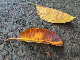 This is a photo of a brown leaf on a black asphalt