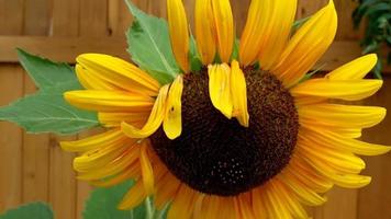 primer plano de girasol, girasol por valla de madera video