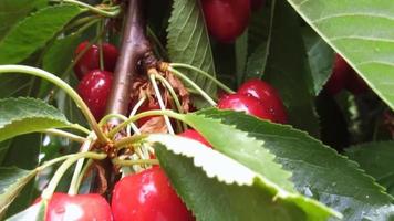 red cherries and green leaves after rain, summer fruits video