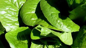 laitue verte, légumes à grandes feuilles dans le jardin video