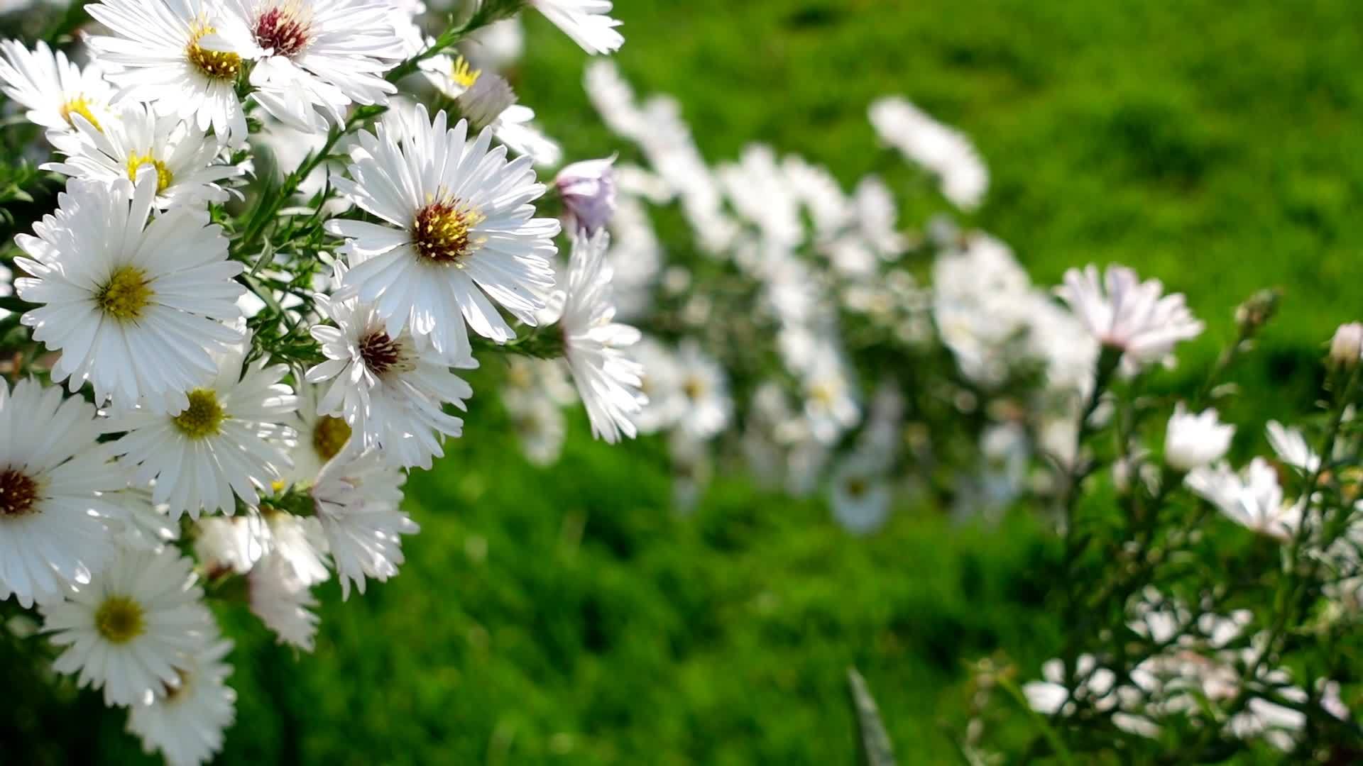 white aster flowers blooming on the lawn 18735381 Stock Video at Vecteezy