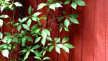 groen griezelig planten Aan rood houten deur video
