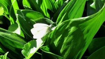 papillon blanc sur de grandes feuilles vertes video